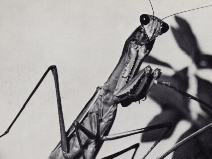 Courtney Barnett – Creature Of Habit (recensie)